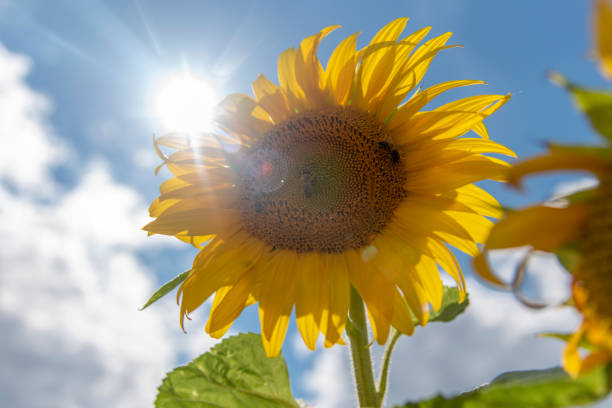 Panorama-Landschaft der Sonnenblumenfelder – Foto