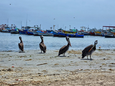 Pelicans in Paracas Peru