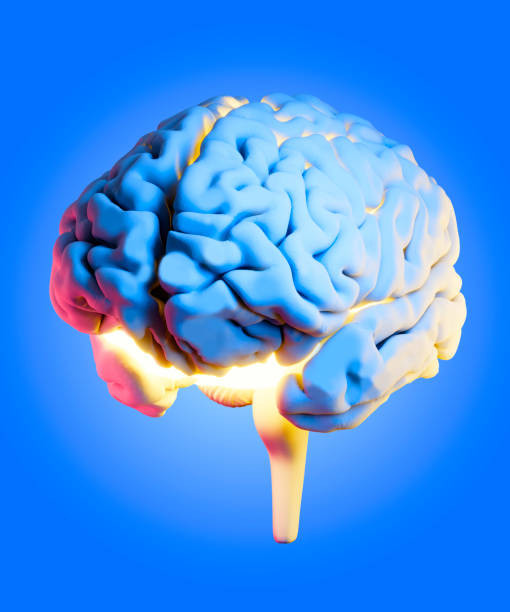 istock Neurology, philosophy: connections, the development of thought and reflection, the infinite possibilities of the brain and mind 1786466884