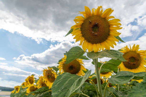 istock Panorama Landscape Of Sunflower fields 1786469019