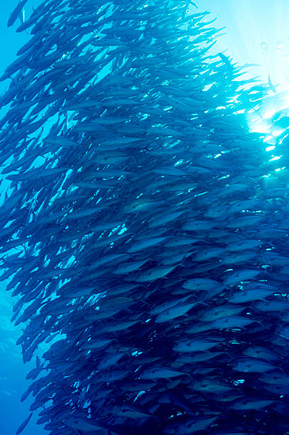 istock Column of Bigeye trevalies 178647205