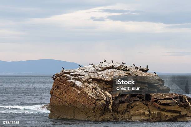 Cormorants En Rocky Islandcormoranes En Isla Rocosa Foto de stock y más banco de imágenes de Agua