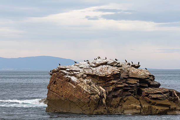 istock Cormorants on rocky island 178647265