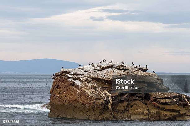 Foto de Corvosmarinhos Na Ilha Rochosacormoranes En Isla Rocosa e mais fotos de stock de Animal