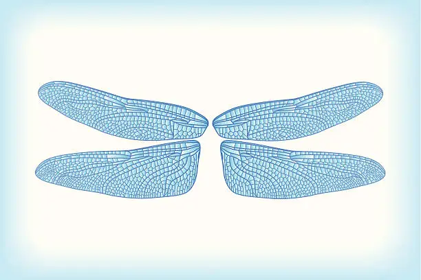 Vector illustration of Dragonfly wings