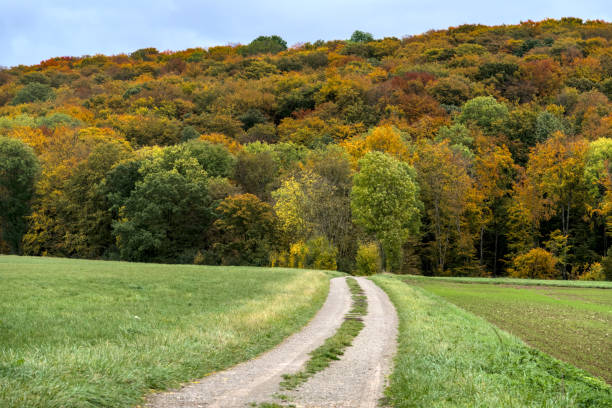 istock a footpath with multicolored foliage in a forest in autumn, with beautiful colored trees 1786477658