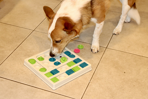 A doggie learning game with food as the reward