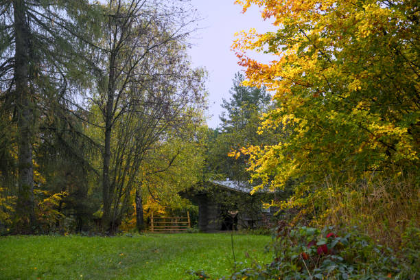 istock a footpath with multicolored foliage in a forest in autumn, with beautiful colored trees 1786478666
