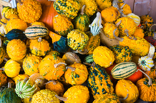 A grouping of gourds of various colors, shapes and kinds.