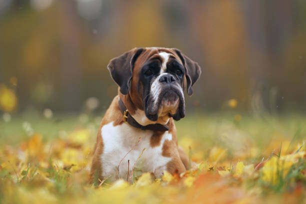 obediente cão boxer branco e com uma coleira de couro marrom posando ao ar livre deitado em uma grama verde com folhas de bordo amarelas caídas no outono - maple leaf green outdoors - fotografias e filmes do acervo