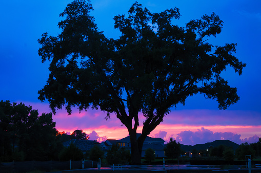 Sunset silhouettes a well shaped tree in a  northern Florida neighborhood.