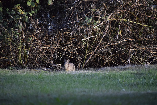 Young european hare (Lepus europaeus) sitting in a corn field.