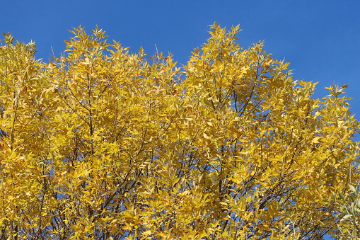 Close-up of yellow leaves on a tree in autumn