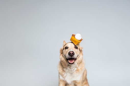 Golden Retriever Yellow Mixed Breed Dog On White Background Looking at Camera Smiling Wearing Thanksgiving Pumpkin Pie Hat