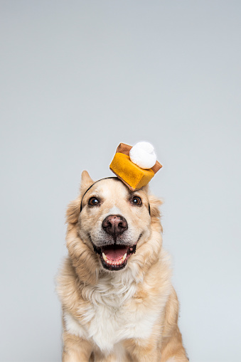 Golden Retriever Yellow Mixed Breed Dog On White Background Looking at Camera Smiling Wearing Thanksgiving Pumpkin Pie Hat