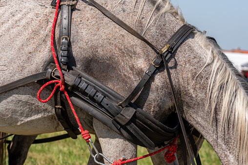 Full frame shot of horse hair. Close up of bay horse..