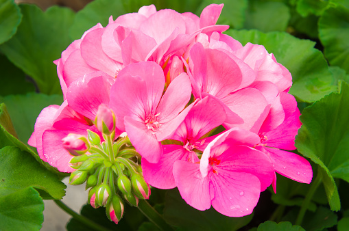 Closeup of a pink geranium flower with a cluster of unopened buds and water drops