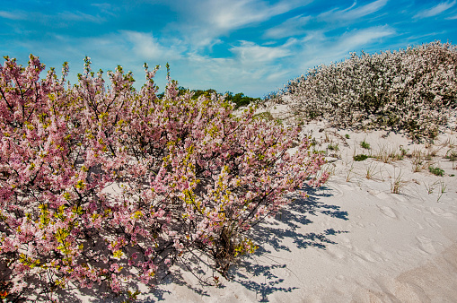 The delicate pink and white blossoms of wild beach plums emerge in mid spring from the fine white sands of a Cape Cod beach.