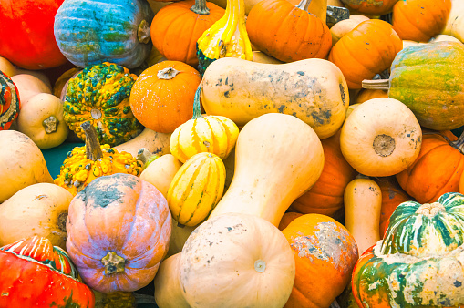 Different food pumpkins or squashes for Halloween or Thanksgiving and colorful autumn leaves, isolated on a white background with copy space, selected focus, narrow depth of field