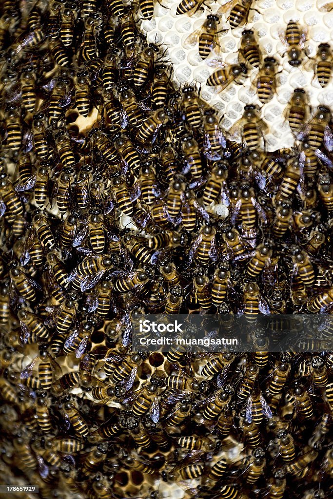 蜂の巣 - ハナバチのロイヤリティフリーストックフォト