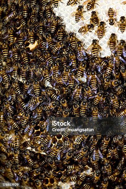 蜂の巣 - ハナバチのストックフォトや画像を多数ご用意 - ハナバチ, ミツバチ, 六角形