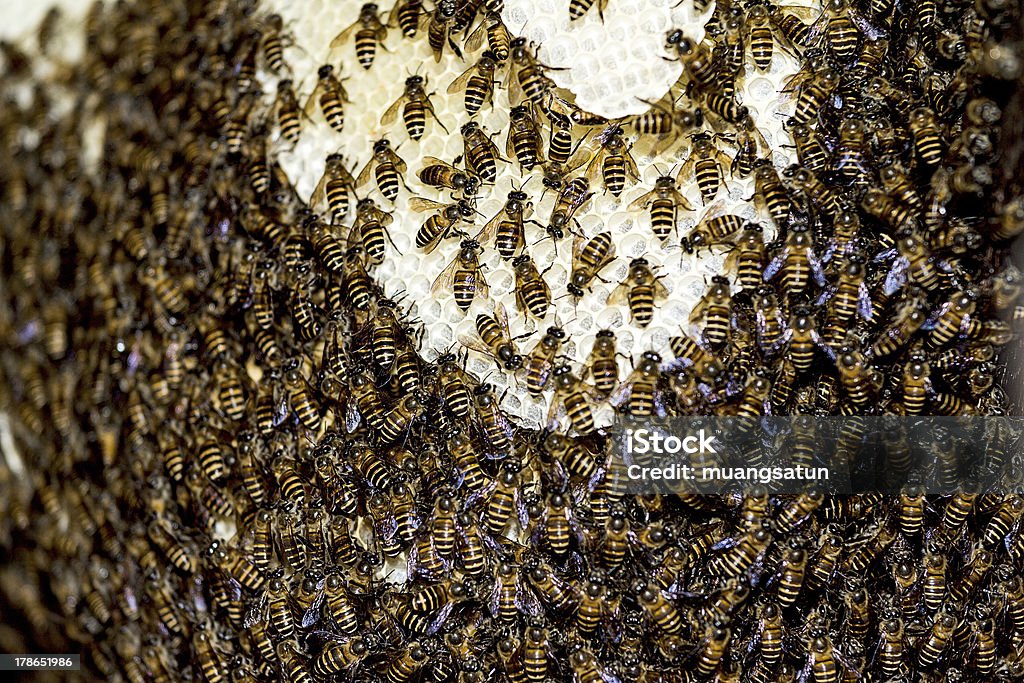 Bienenwabe - Lizenzfrei Apis Stock-Foto