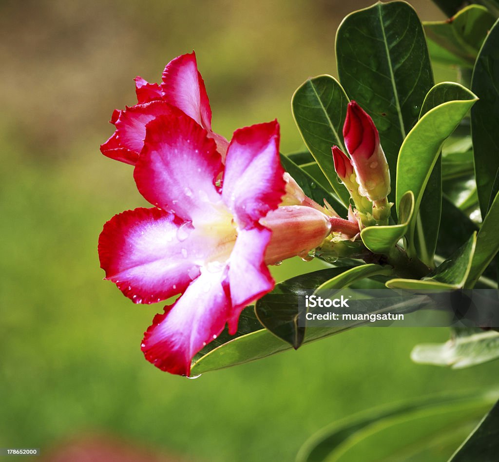 Blumen - Lizenzfrei Adenium Obesum Stock-Foto