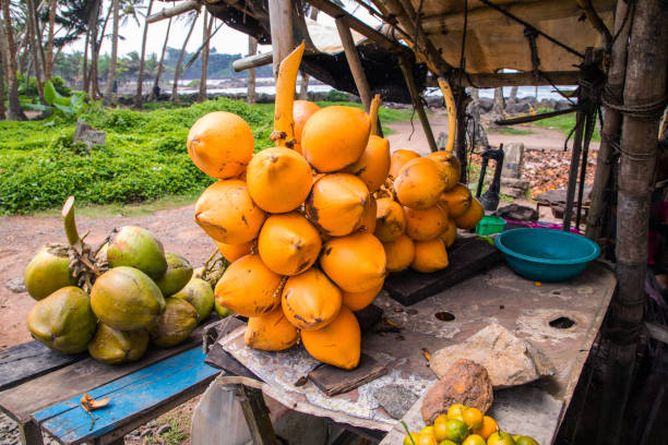 Polonnaruwa, Sri Lanka. 02 February 2023. traditional stalls with fresh tropical fruits along road in Sri Lanka. Large coconuts for drinking coke juice
