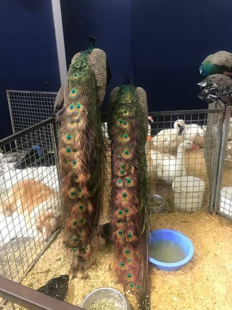 istock Two peacock sitting on the fence 1786538050