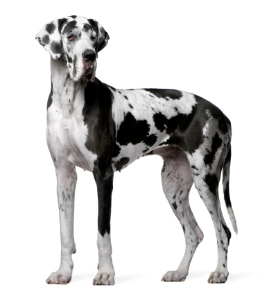 Great Dane Harlequin, 4 years old, standing in front of white background.
