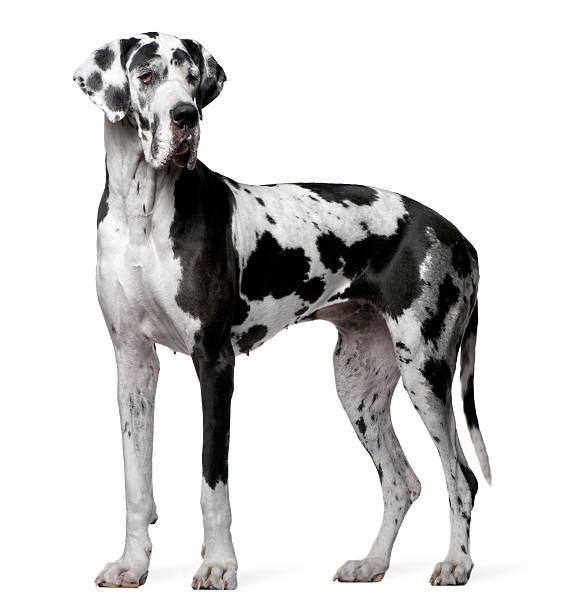 Side view of Great Dane Harlequin, 4 years old, standing. Great Dane Harlequin, 4 years old, standing in front of white background. great dane stock pictures, royalty-free photos & images