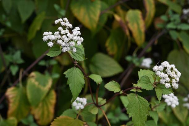 istock White snake root (Ageratina altissima) flowers. Asteraceae perennial toxic plants. 1786558316