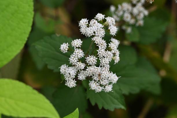 istock White snake root (Ageratina altissima) flowers. Asteraceae perennial toxic plants. 1786558317