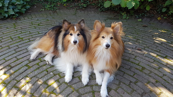 Young dog rough collie lying in shade under walnut tree.