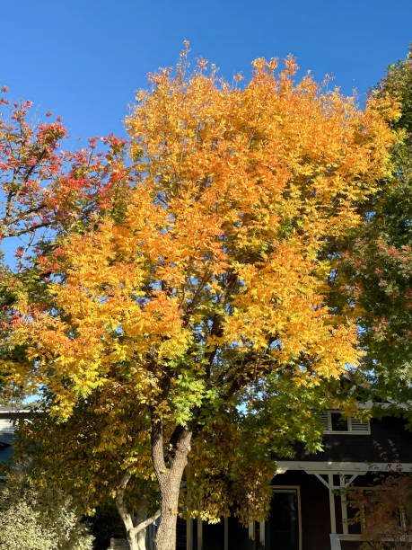 istock A large ginkgo tree is turning yellow in the fall colors 1786562502
