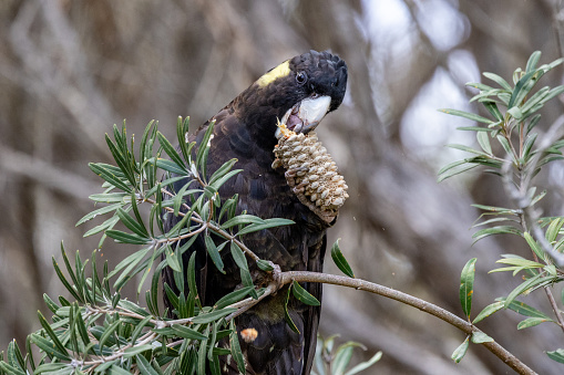 Australian Yellow-tailed Black Cockatoo feeding on Coast Banksia seed pod