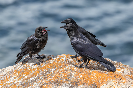 Australian Raven with two younger birds
