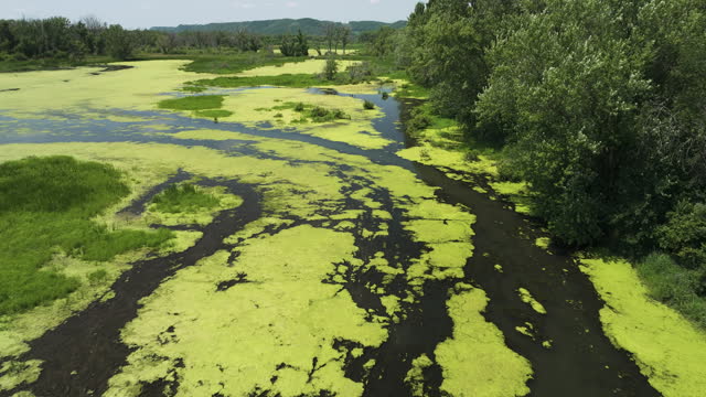 Wetlands With Green Algae In Trempealeau National Wildlife Refuge In Wisconsin, USA - drone shot