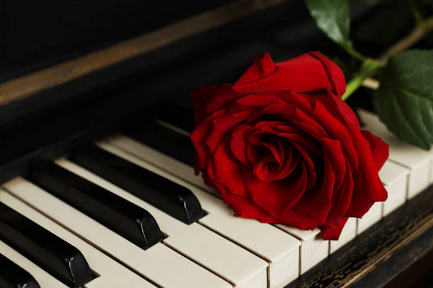 Tulips on piano. Concept of romantic music, notes, gift with flowers.