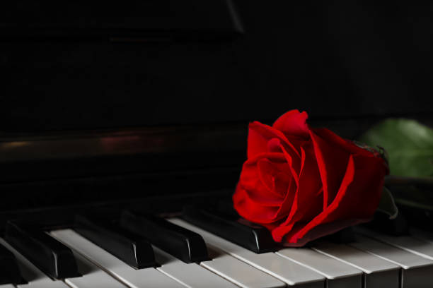 Beautiful red rose on piano keys, closeup. Space for text