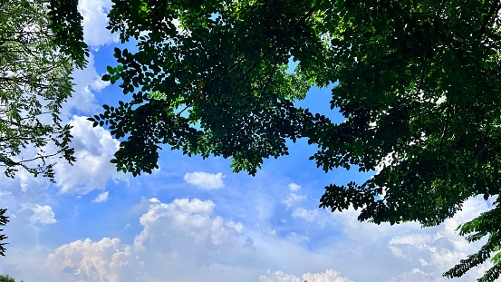 Blue sky and tree area background