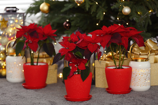 Potted poinsettias, burning candles and festive decor near tree on floor in room. Christmas traditional flower