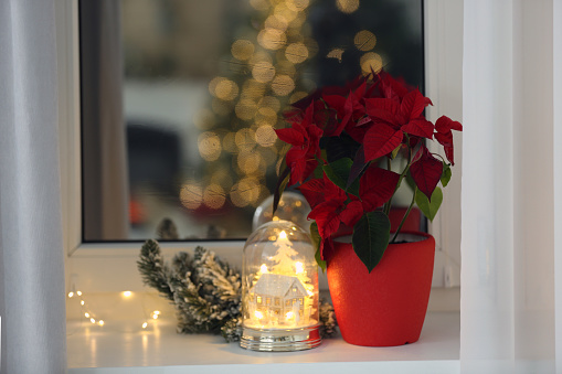 Potted poinsettia and festive decor on windowsill in room. Christmas traditional flower