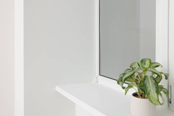 istock Potted plant on windowsill in light room 1786617900