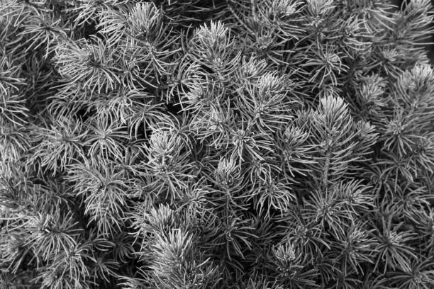 Background from pine branches with needles for publication, design, poster, calendar, screensaver, wallpaper, postcard, banner, cover, website. Toned high quality photography
