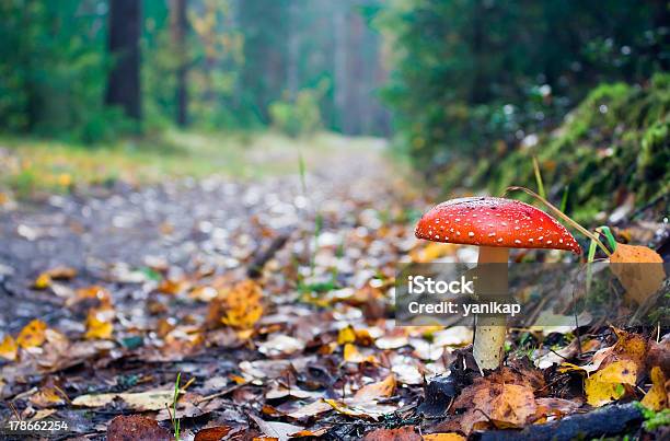 Foto de Estrada De Outono De Madeira E A Fly Agárico e mais fotos de stock de Agárico Laranja - Agárico Laranja, Agárico Porcelana, Amarelo