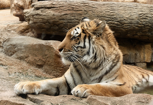 Two tigers playing in the water.