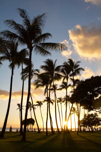 The palm trees of Waikiki Beach in Honolulu at sunset