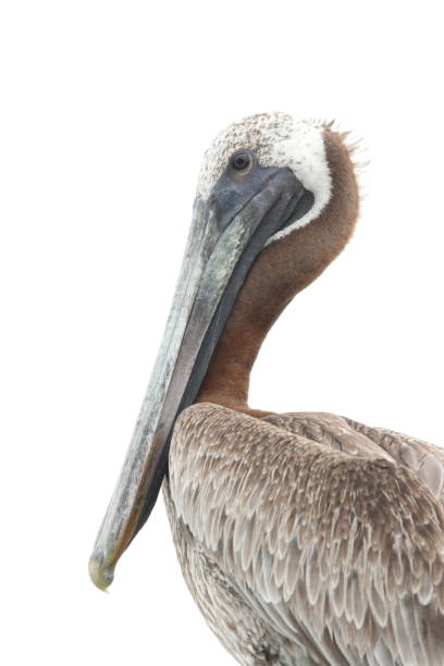 istock Brown Pelican Vertical Portrait 1786631396
