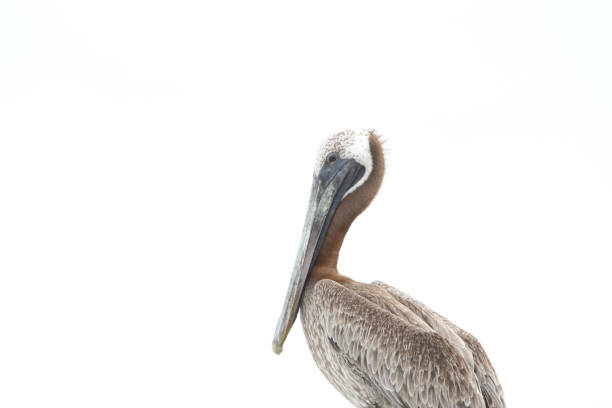 istock Brown Pelican Portrait 1786631398